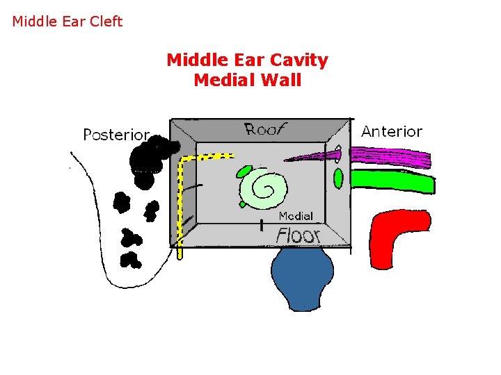 Middle Ear Cleft Middle Ear Cavity Medial Wall 