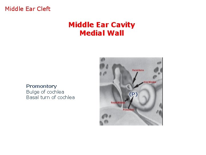 Middle Ear Cleft Middle Ear Cavity Medial Wall Promontory Bulge of cochlea Basal turn