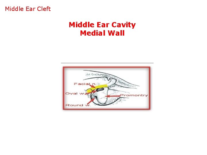 Middle Ear Cleft Middle Ear Cavity Medial Wall 
