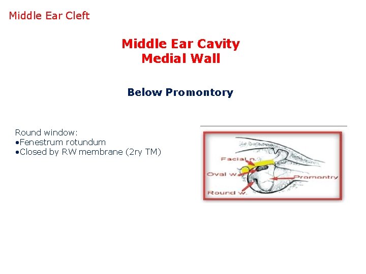 Middle Ear Cleft Middle Ear Cavity Medial Wall Below Promontory Round window: • Fenestrum
