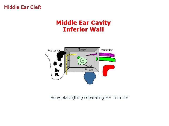 Middle Ear Cleft Middle Ear Cavity Inferior Wall Bony plate (thin) separating ME from