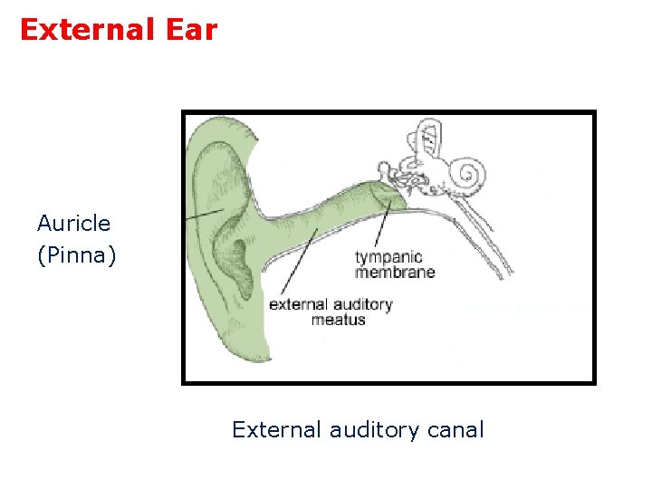 External Ear Auricle (Pinna) External auditory canal 