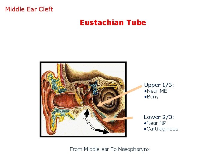 Middle Ear Cleft Eustachian Tube Upper 1/3: • Near ME • Bony m m