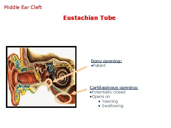Middle Ear Cleft Eustachian Tube Bony opening: • Patent Cartilaginous opening: • Potentially closed