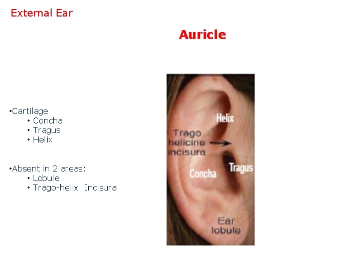External Ear Auricle • Cartilage • Concha • Tragus • Helix • Absent in