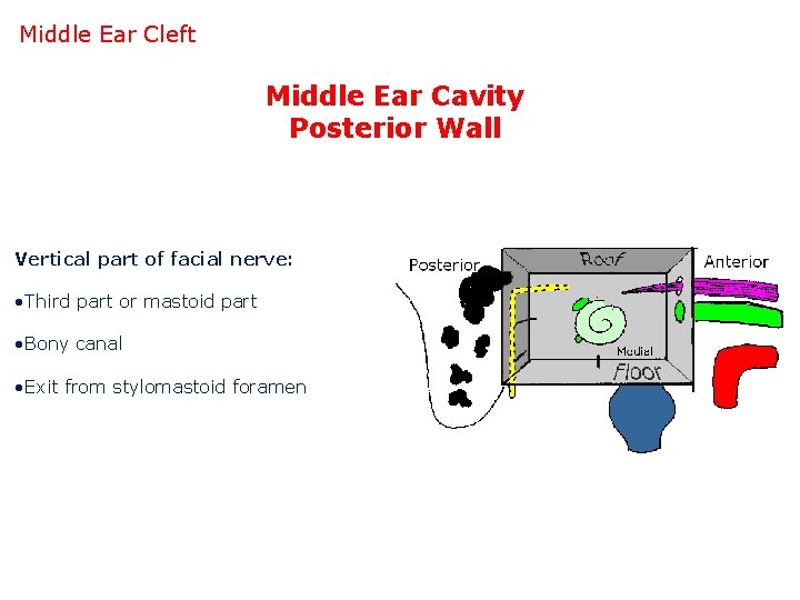 Middle Ear Cleft Middle Ear Cavity Posterior Wall Vertical part of facial nerve: •