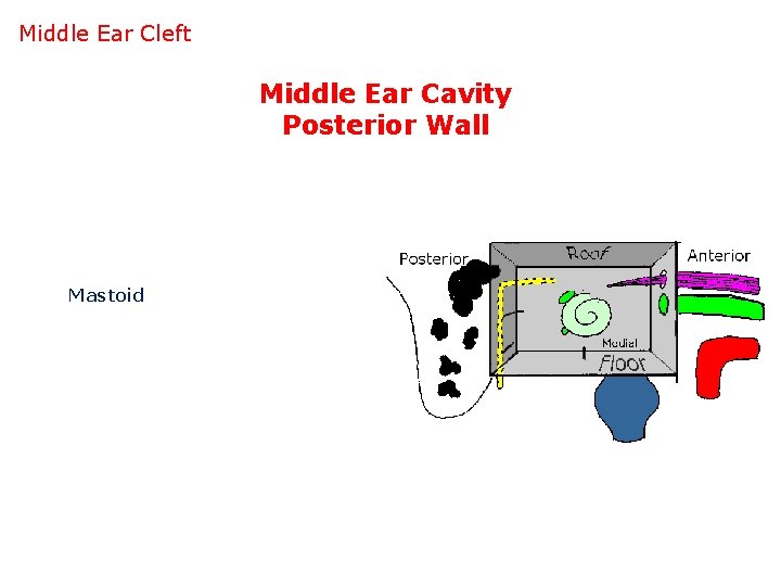 Middle Ear Cleft Middle Ear Cavity Posterior Wall Mastoid 