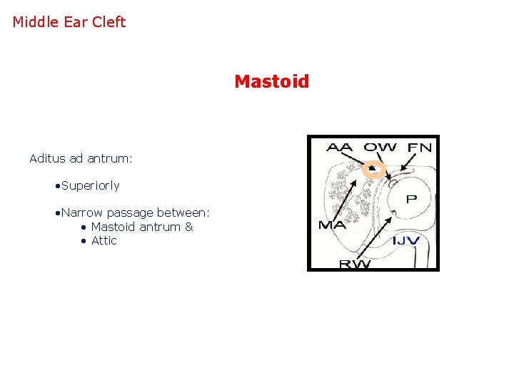 Middle Ear Cleft Mastoid Aditus ad antrum: • Superiorly • Narrow passage between: •