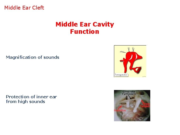 Middle Ear Cleft Middle Ear Cavity Function Magnification of sounds Protection of inner ear