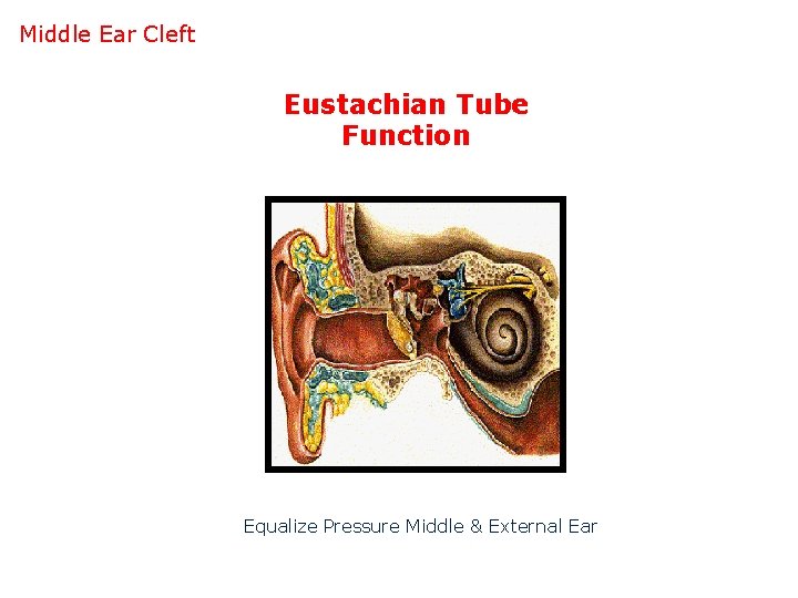 Middle Ear Cleft Eustachian Tube Function Equalize Pressure Middle & External Ear 