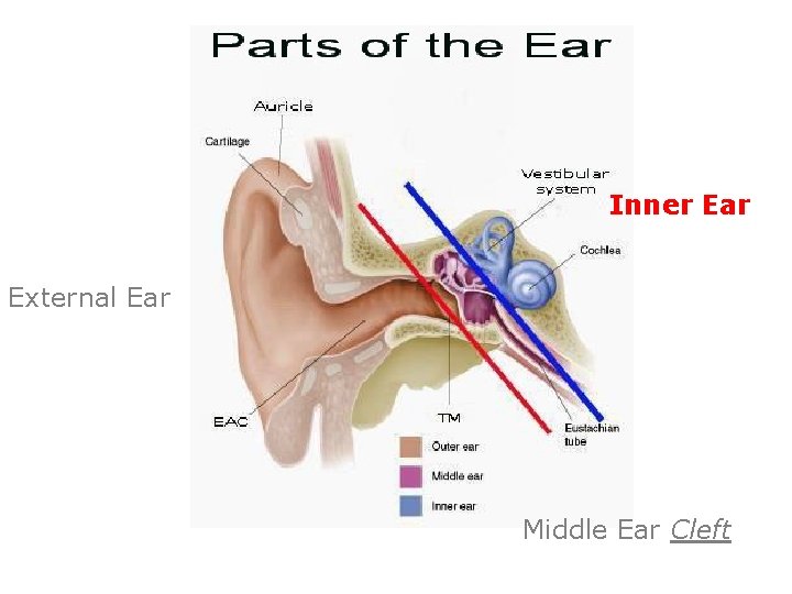 Inner Ear External Ear Middle Ear Cleft 
