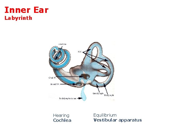 Inner Ear Labyrinth Hearing Cochlea Equilibrium Vestibular apparatus 
