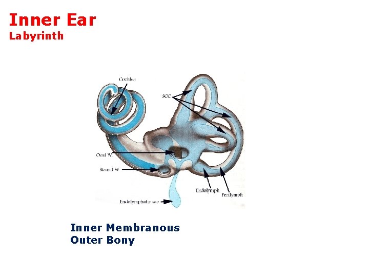 Inner Ear Labyrinth Inner Membranous Outer Bony 