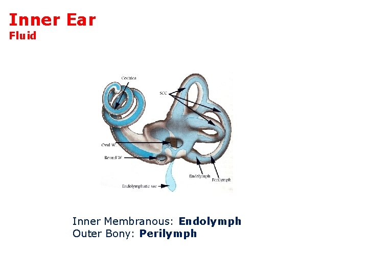 Inner Ear Fluid Inner Membranous: Endolymph Outer Bony: Perilymph 