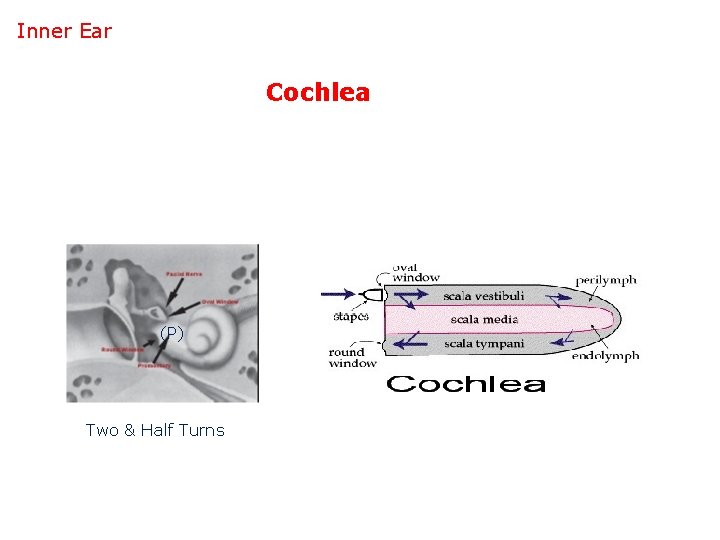 Inner Ear Cochlea (P) Two & Half Turns 
