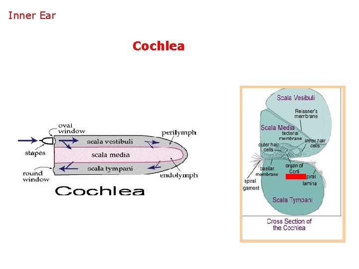 Inner Ear Cochlea 