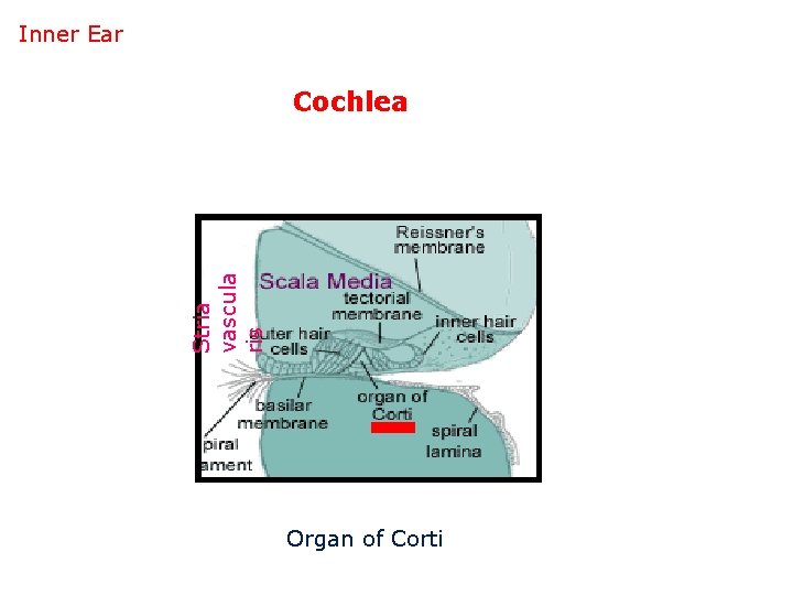 Inner Ear Stria vascula ris Cochlea Organ of Corti 