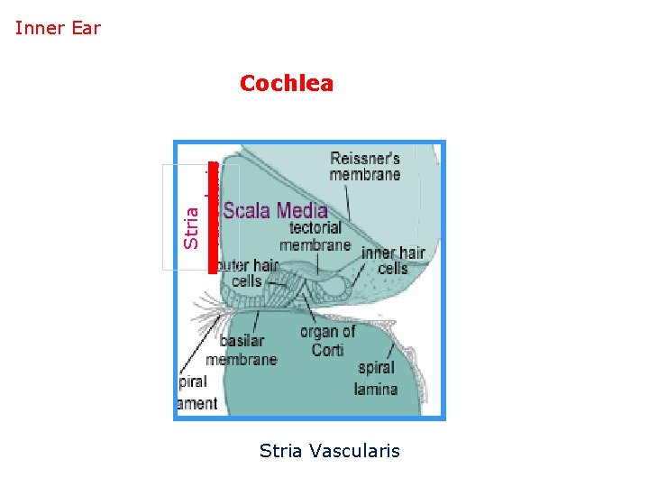 Inner Ear Stria vascularis Cochlea Stria Vascularis 