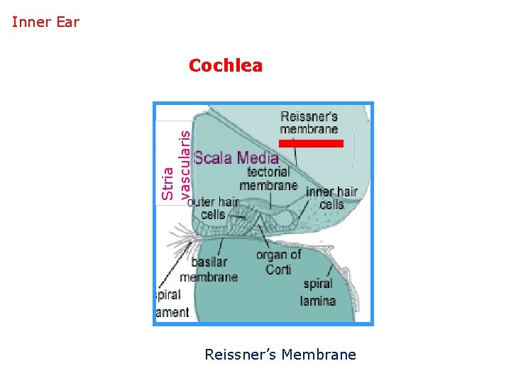 Inner Ear Stria vascularis Cochlea Reissner’s Membrane 