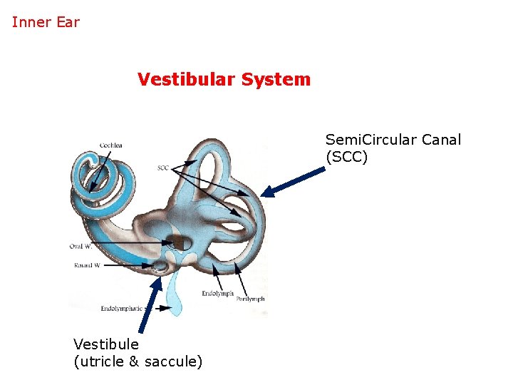 Inner Ear Vestibular System Semi. Circular Canal (SCC) Vestibule (utricle & saccule) 