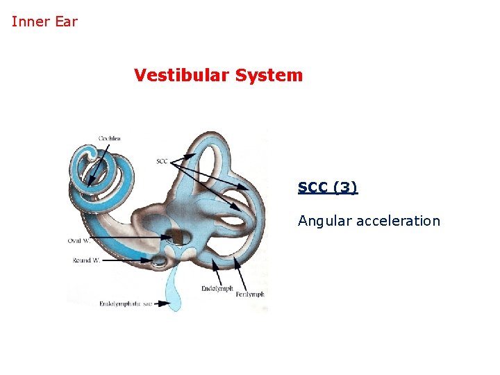 Inner Ear Vestibular System SCC (3) Angular acceleration 