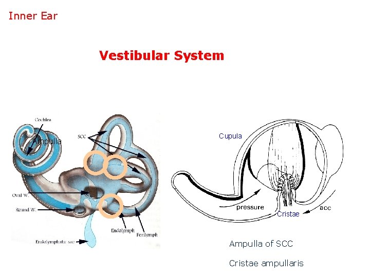 Inner Ear Vestibular System Ampulla Cupula Cristae Ampulla of SCC Cristae ampullaris 