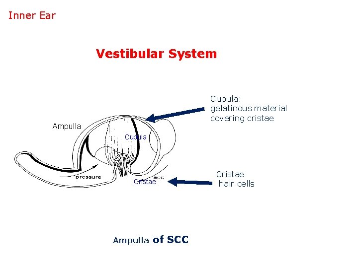 Inner Ear Vestibular System Cupula: gelatinous material covering cristae Ampulla Cupula Cristae Ampulla of