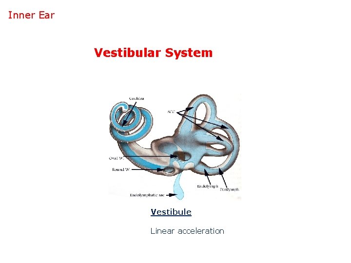 Inner Ear Vestibular System Vestibule Linear acceleration 