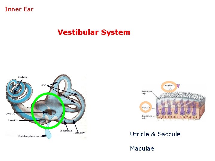 Inner Ear Vestibular System Utricle & Saccule Maculae 