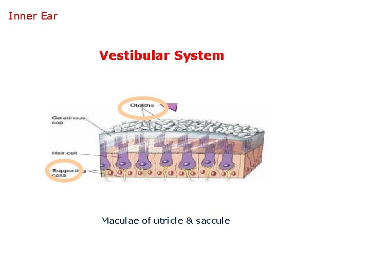 Inner Ear Vestibular System Maculae of utricle & saccule 