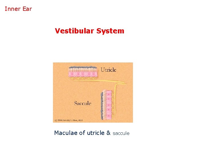 Inner Ear Vestibular System Maculae of utricle & saccule 