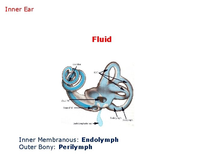 Inner Ear Fluid Inner Membranous: Endolymph Outer Bony: Perilymph 