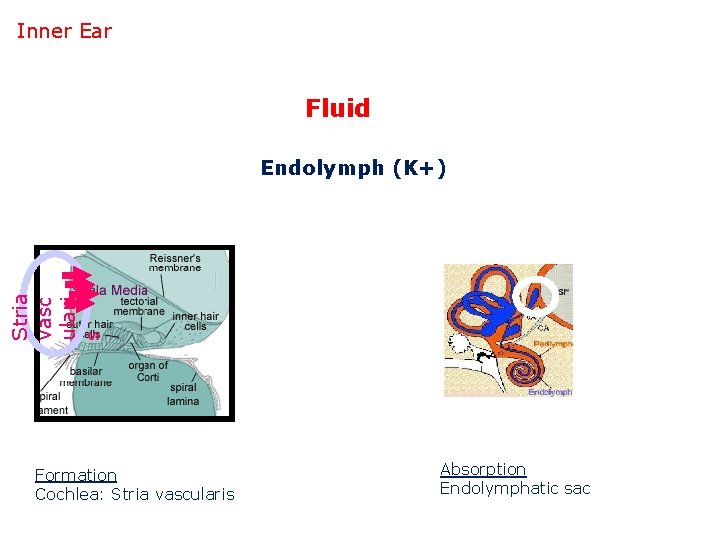Inner Ear Fluid Stria vasc ulari s Endolymph (K+) Formation Cochlea: Stria vascularis Absorption
