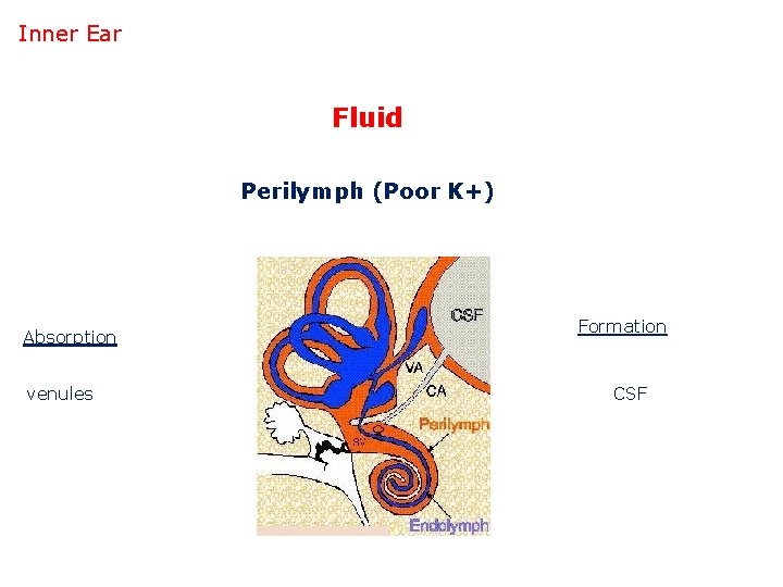 Inner Ear Fluid Perilymph (Poor K+) Absorption venules Formation CSF 