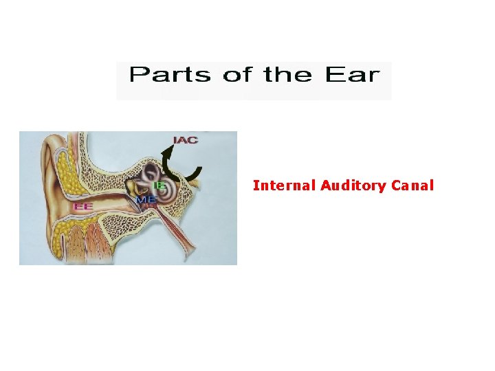 Internal Auditory Canal 