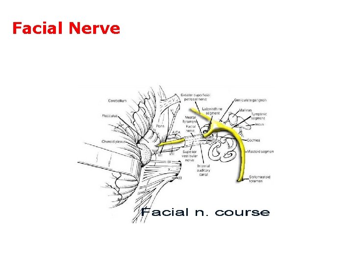 Facial Nerve 