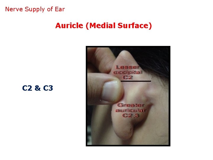 Nerve Supply of Ear Auricle (Medial Surface) C 2 & C 3 