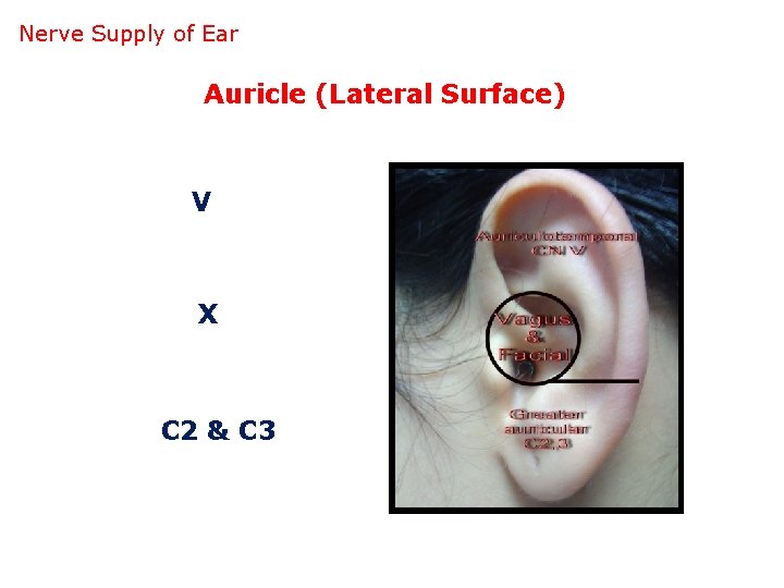 Nerve Supply of Ear Auricle (Lateral Surface) V X C 2 & C 3