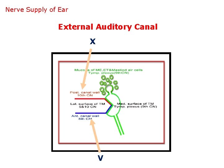 Nerve Supply of Ear External Auditory Canal X V 