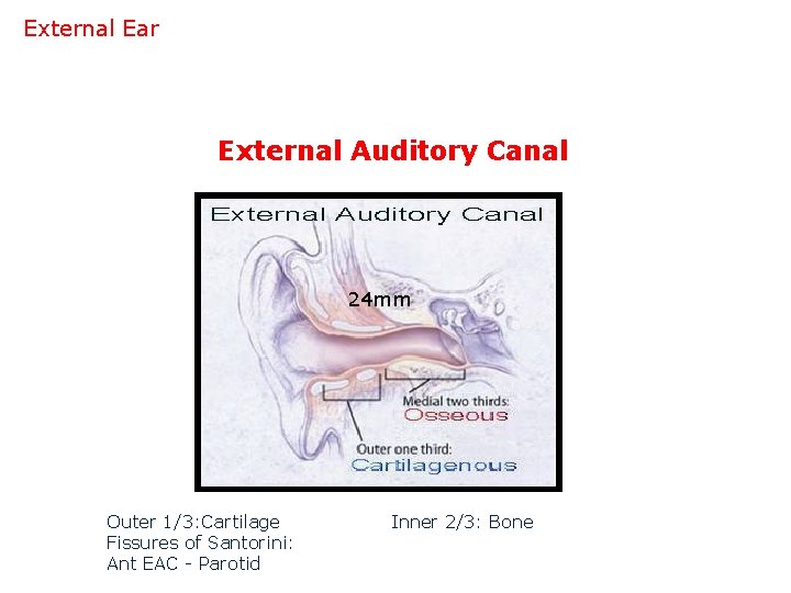 External Ear External Auditory Canal 24 mm Outer 1/3: Cartilage Fissures of Santorini: Ant