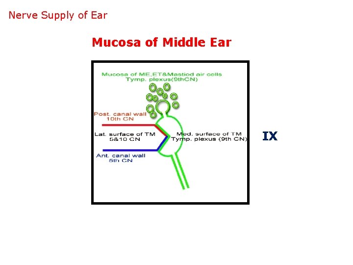 Nerve Supply of Ear Mucosa of Middle Ear IX 