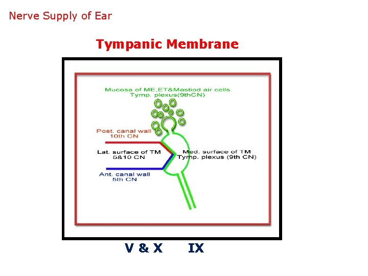 Nerve Supply of Ear Tympanic Membrane V&X IX 