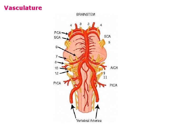 Vasculature 