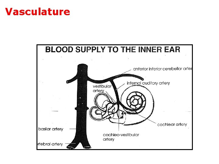 Vasculature 