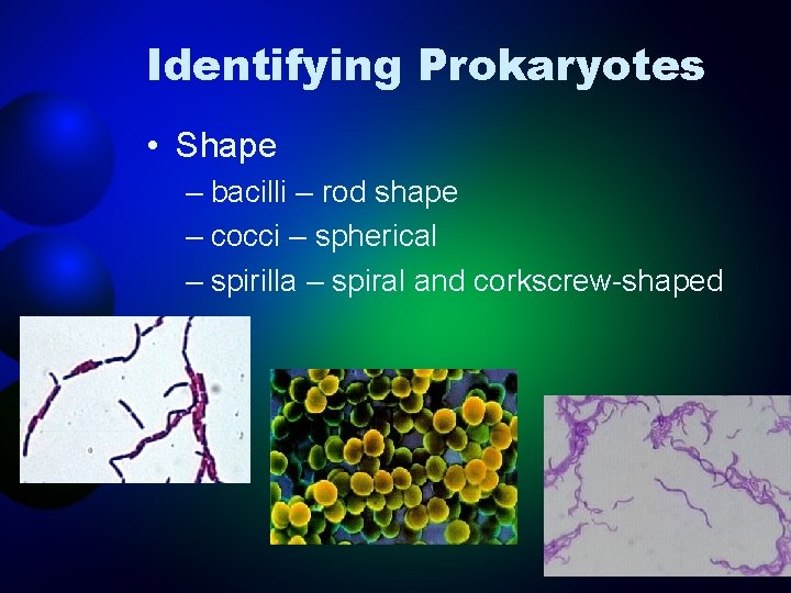 Identifying Prokaryotes • Shape – bacilli – rod shape – cocci – spherical –