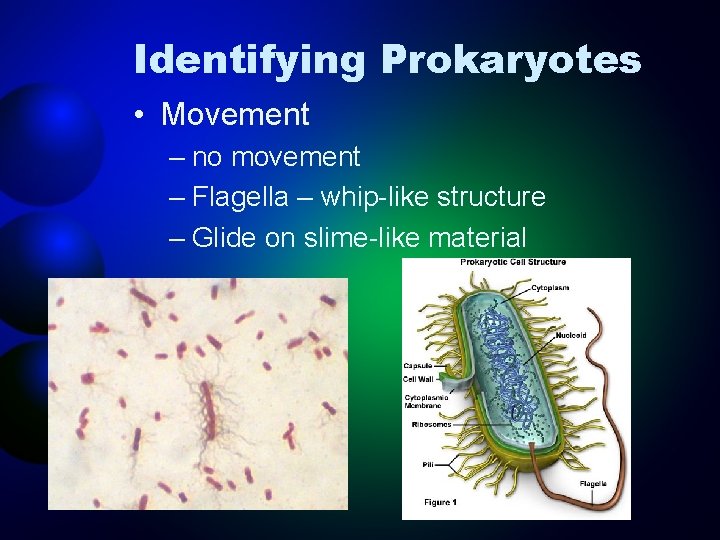 Identifying Prokaryotes • Movement – no movement – Flagella – whip-like structure – Glide