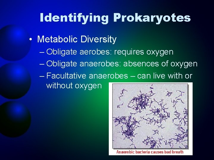 Identifying Prokaryotes • Metabolic Diversity – Obligate aerobes: requires oxygen – Obligate anaerobes: absences