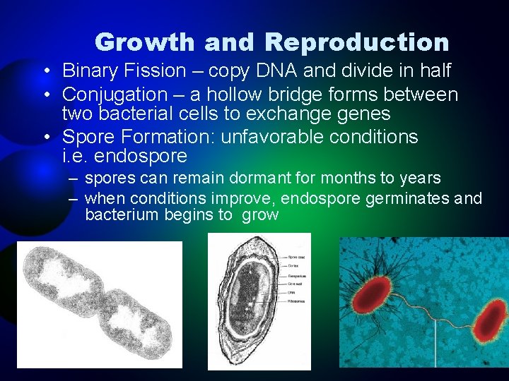 Growth and Reproduction • Binary Fission – copy DNA and divide in half •
