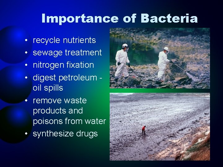 Importance of Bacteria • • recycle nutrients sewage treatment nitrogen fixation digest petroleum oil