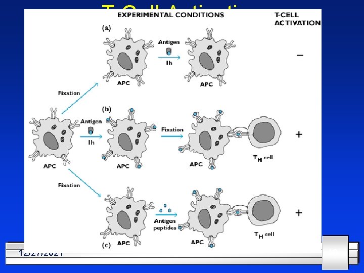 T Cell Activation 12/27/2021 10 